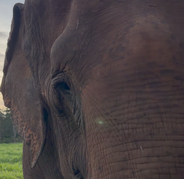 Closeup of right eye for female Asian elephant Rana