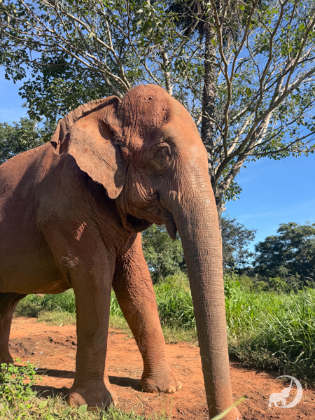 Female Asian elephant Rana stands on a dirt path. She is covered in mud