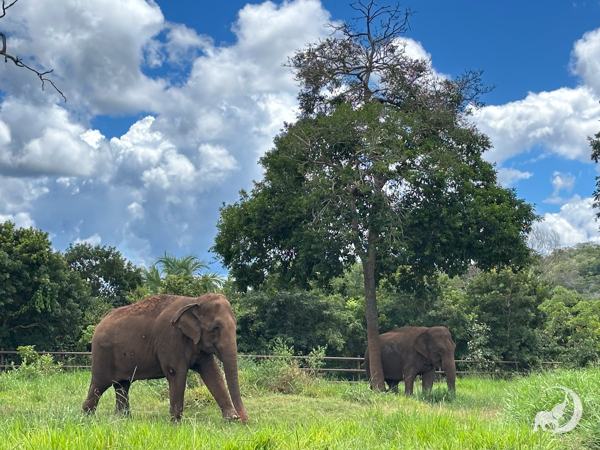 Female Asian elephants Rana and Mara stand in green grass underneath a tall green tree