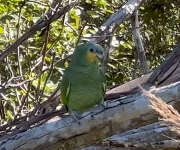 Green parrot with orange chin sits on a large branch