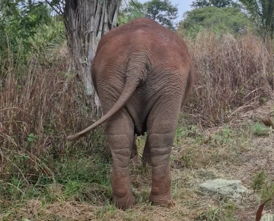 Rear end of a brown elephant with tail swinging to the left