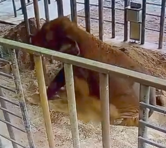 Female Asian elephant named Baby lies on a dirt pile in the treatment barn