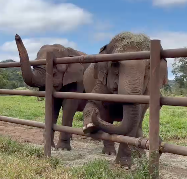 Female Asian elephants Bambi (left) and Maia (right) stand behind a steel fence lifting their trunks