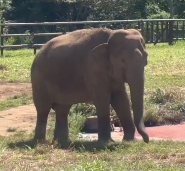 Female Asian elephant Bambi stands in red dirt on the edge of a pond
