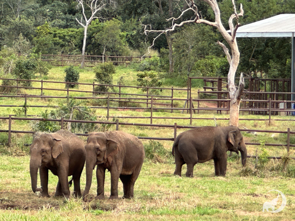 Female Asian elephants Guillermina and Bambi stand adjacent to a mud wallow. Behind them, another female Asian elephant Maia faces the opposite direction