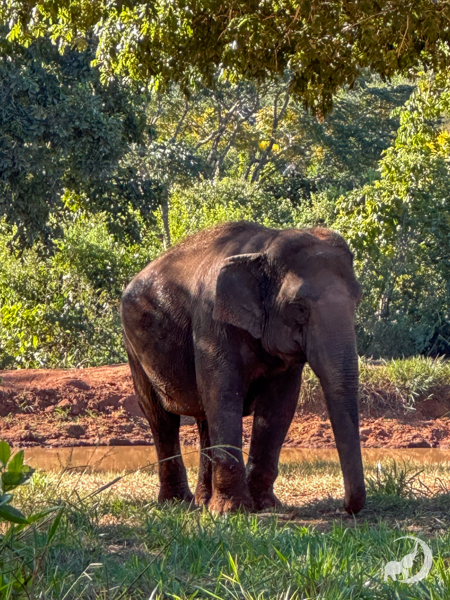 Female Asian elephant Mara stands under a tree in the shade. There is a pond behind her