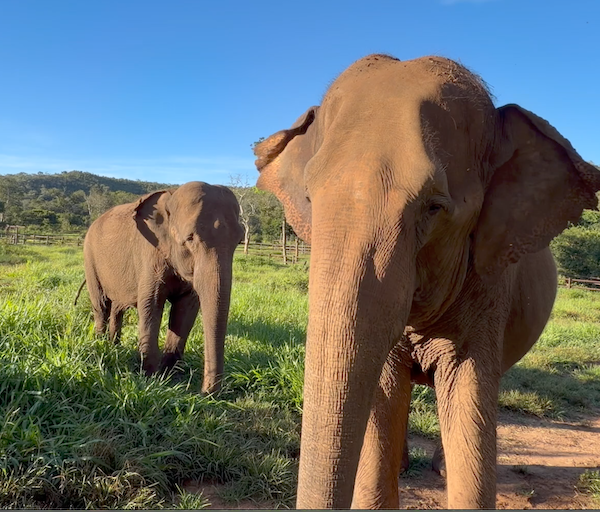 Female Asian elephant Rana faces the camera while standing on red dirt surrounded by green grass. Female Asian elephant Mara stands behind her.