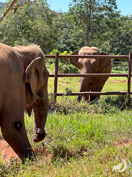 Female Asian elephant Rana faces female Asian elephant Mara with a fence between them