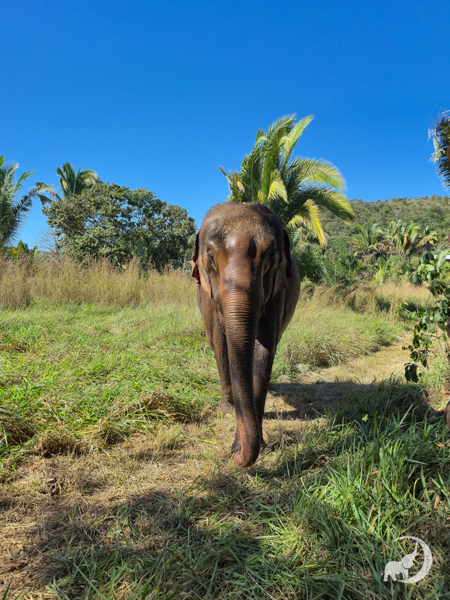 Female Asian elephant named Baby walks toward the camera with a blue sky and palm tree behind