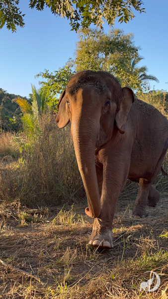 Female Asian elephant named Baby walks in front of a palm tree