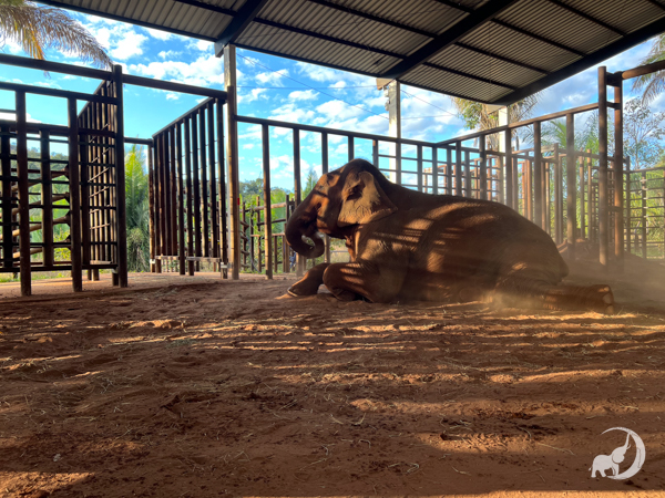 Female Asian elephant named Baby lies on a pile of dirt inside the open treatment barn