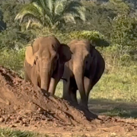 Female Asian elephants Bambi and Maia stand just behind a large pile of dirt