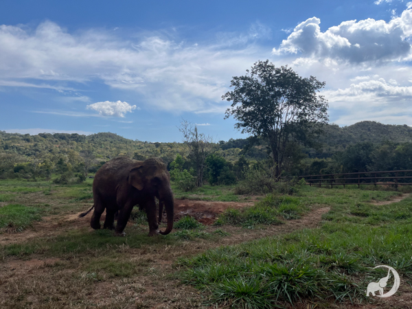 Female Asian elephant Guillermina faces left with hills and a green tree behind her