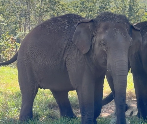 Right full body profile of female Asian elephant Guillermina
