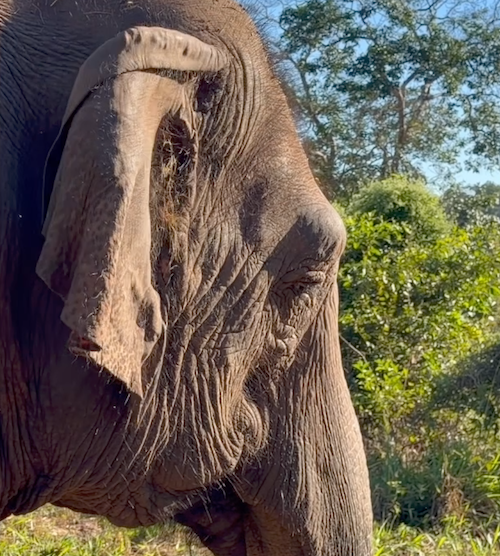Right facial profile of female Asian elephant Maia