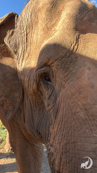 right side of the face of female Asian elephant Rana