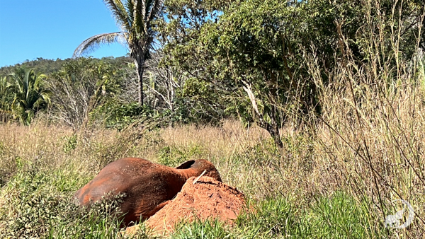 Female Asian elephant named Baby lies down on a red dirt pile