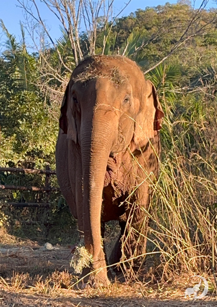 Female Asian elephant named Baby stands in front of tall green grass and bushes