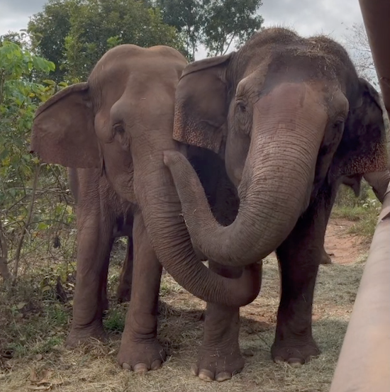 Female Asian elephants Bambi and Maia stand next to each other with Bambi on the left and Maia on the right. Maia is touching Bambi on the top of her trunk and Bambi is touching Maia on the leg