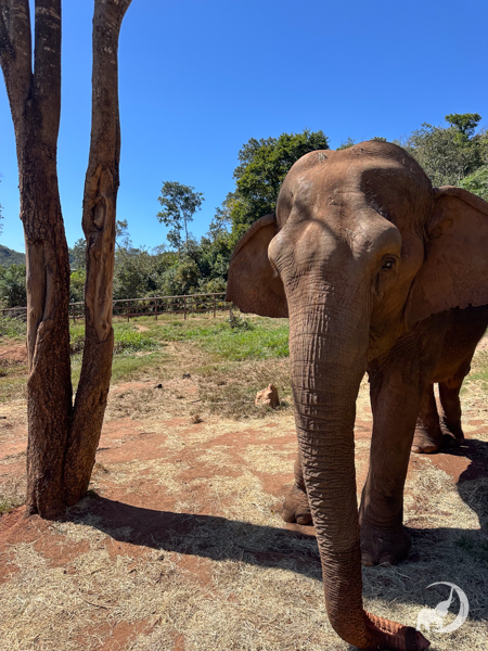 Female Asian elephant Bambi stands to the right of a small tree
