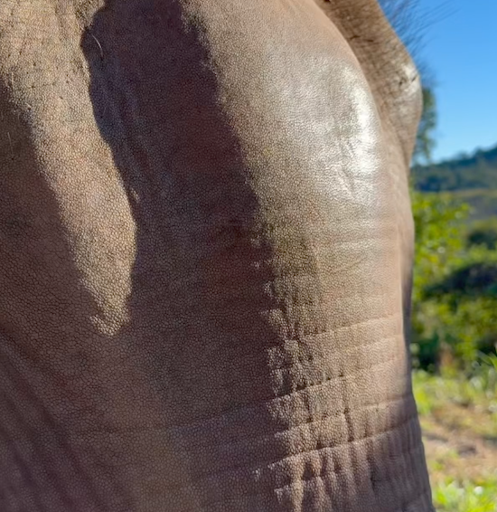Top of the nose of Maia, female Asian elephant