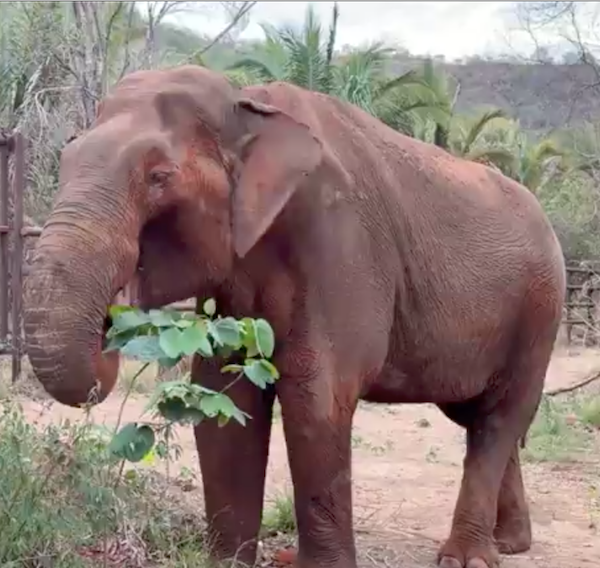 Male Asian elephant Sandro eats a branch