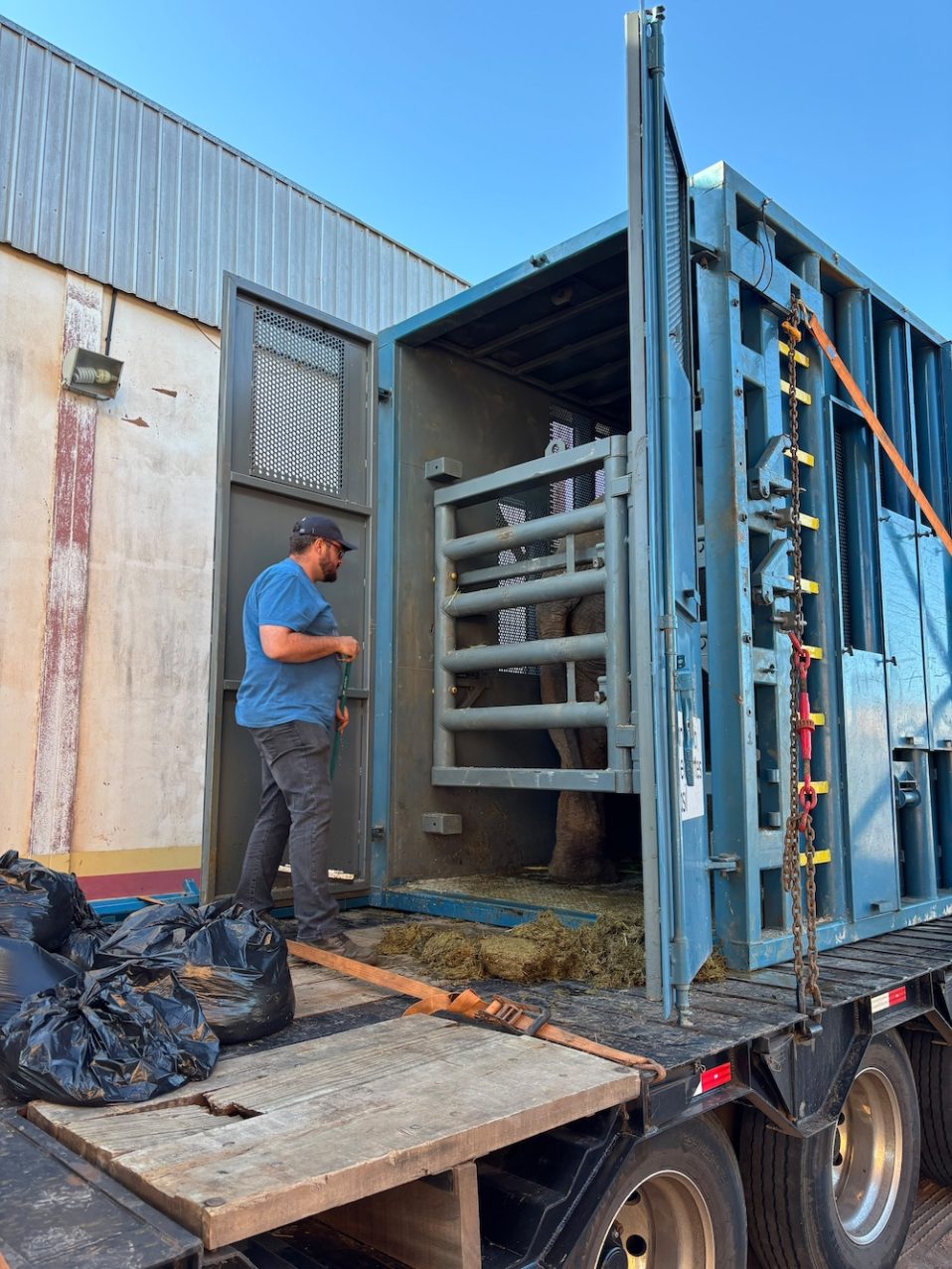 Male Asian elephant Sandro in his crate with the front door open. Vet Mateus stands facing him