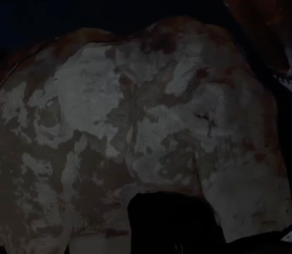 Night time photo of Sandro, male Asian elephant, who is covered in mud