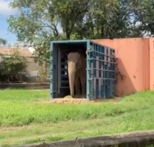 Male Asian elephant Sandro stands in his blue transport crate facing outward