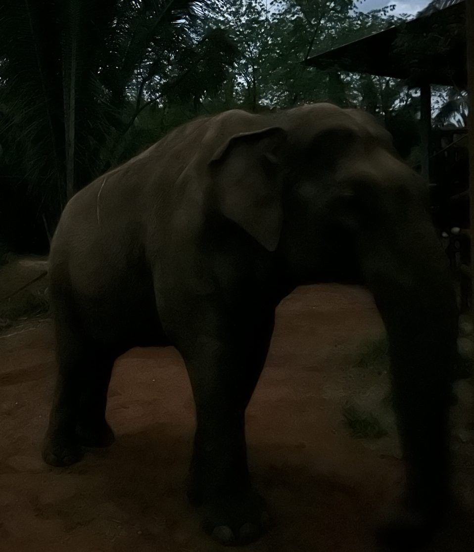 male Asian elephant Sandro in the dark
