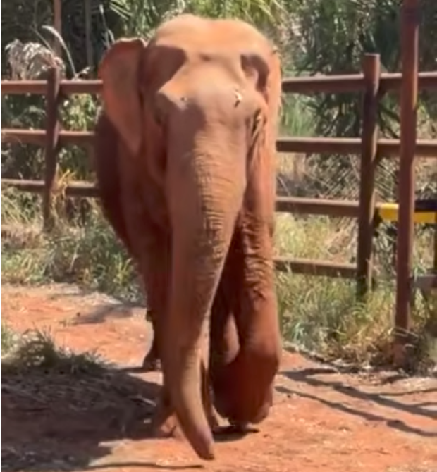 Male Asian elephant Sandro on a walk through his new habitat