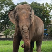 Sandro at Sorocaba City Zoo