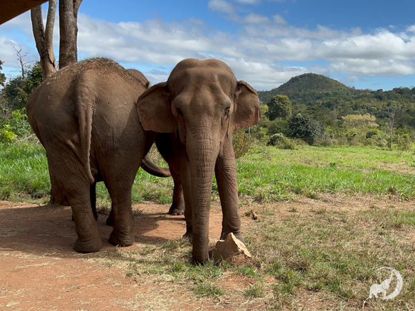 Female Asian elephants Maia and Bambi stand with Maia's bottom forward and on the left and Bambi facing forward on the right