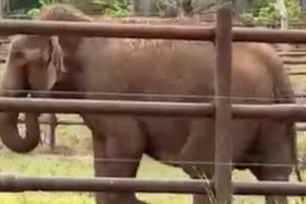 Female Asian elephant named Baby walks behind a fence
