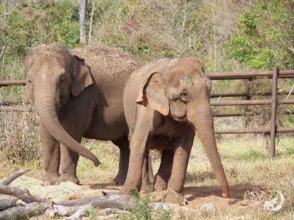 Female Asian elephants Guille and Baby stand behind a pile of hay