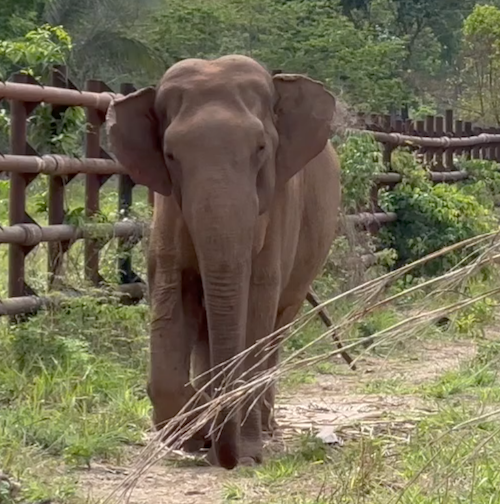 Male Asian elephant Sandro walks down a dirt path with grass on both sides