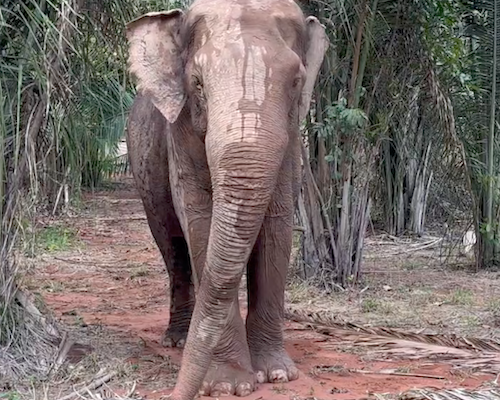 Male Asian elephant Sandro is beneath some palm trees. He is covered in spots of water